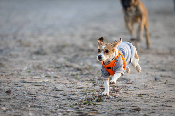 Jack Russell terrier is running on sands at beach.