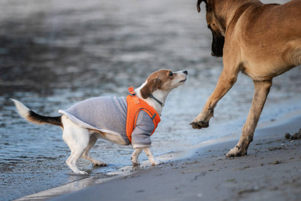 Point of view jack russell terrier walking with his family on the road