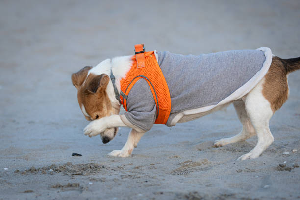 istock Domestic dog is walking on the beach at sunset. 2187615992