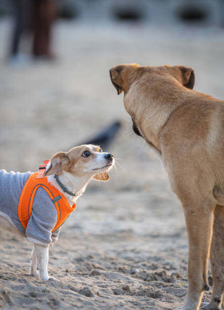 Aggressive brown dog baring teeth outdoors