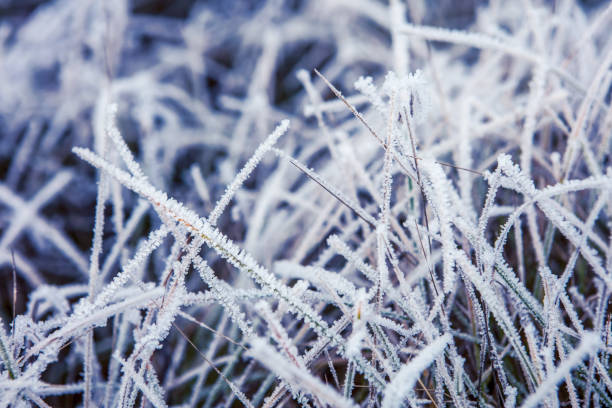 A close-up DSLR photo of a frozen wild grass covered by white crystals of rime ice.