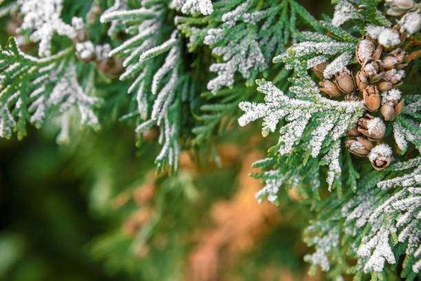 Frozen thuja tree branch covered by white crystals of rime ice. Shallow depth of field.