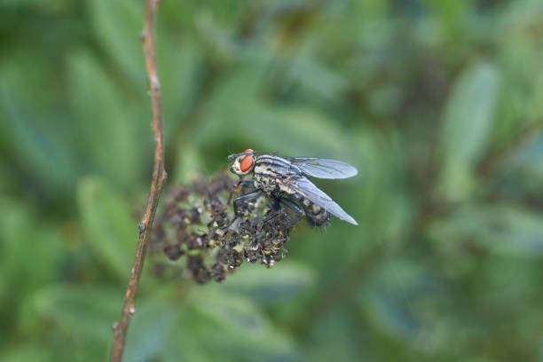Flies on plants in the nature, North China Plain