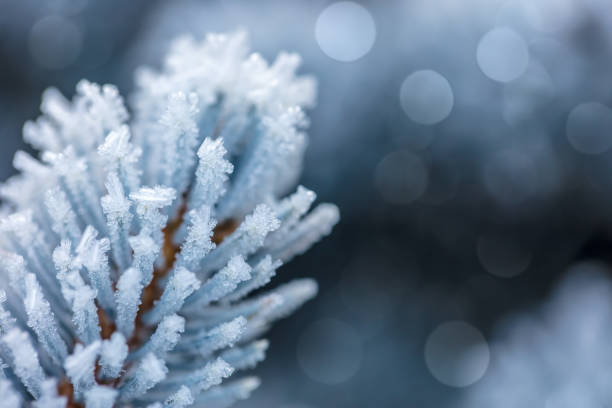 istock Frozen blue spruce tree branch covered by rime ice with space for copy 2187621040