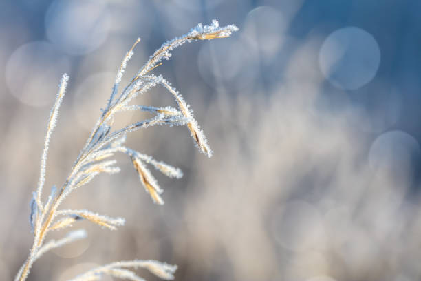Frozen wild grass spikelet covered by white crystals of rime ice on a defocused winter background. Beautiful bokeh light, lots of space for copy.