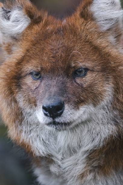 istock Close-up Portrait of a Dhole 2187621581