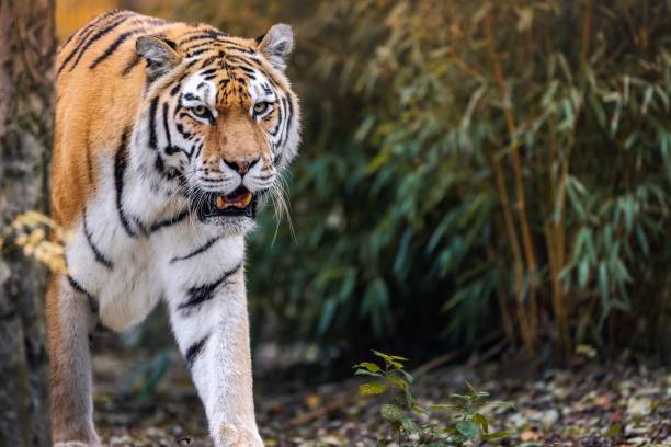 istock Majestic Tiger Prowling in Forest 2187621590