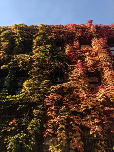 istock Autumn Ivy on Building in Seattle 2187624453