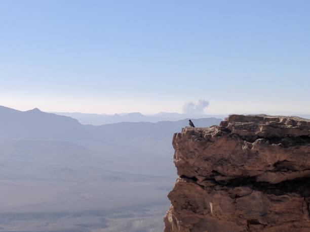 Bird Perched on Cliff Edge in Desert Landscape