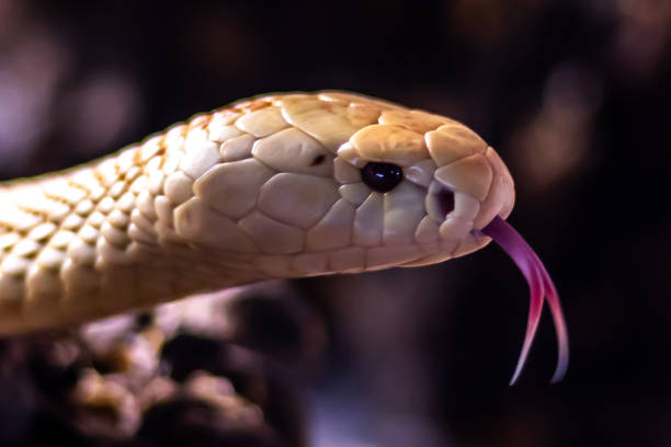Stock photo showing close-up of the head of an Indian python (Python molurus) featuring the nostrils and pit organs. This reptile is also known as the Asian rock python, black-tailed python or Indian rock python.