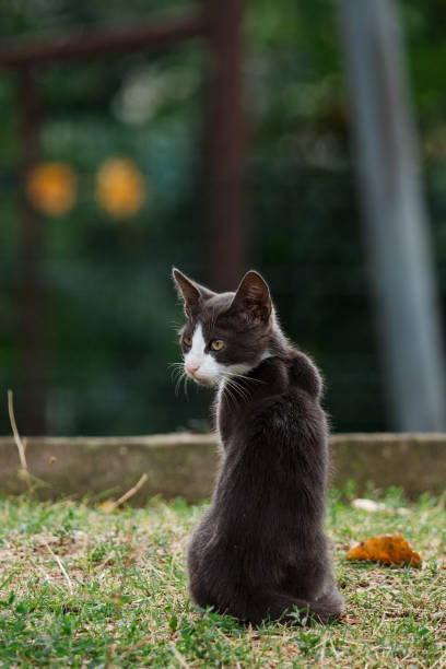 Portrait of cute grey kitten