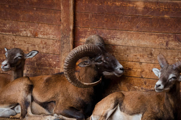 A playful group of goats roam freely in their zoo enclosure, showcasing their curious and lively nature.