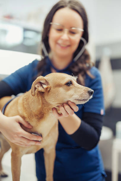 A smiling veterinarian gently holds a dog during a routine checkup at a veterinary clinic, showcasing compassion and professionalism in pet care.