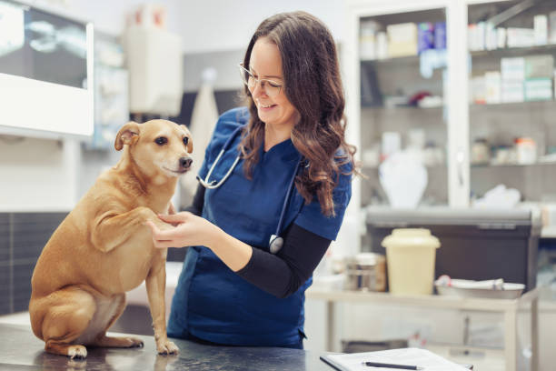 istock Veterinarian Examining a Dog in a Modern Veterinary Clinic 2187629488