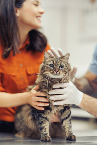 istock Happy Cat at the Veterinary Clinic with Caring Owners 2187629505