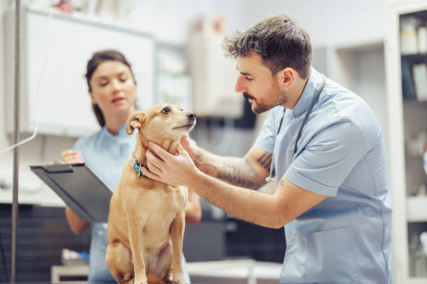 istock Veterinarians Examining a Dog in a Veterinary Clinic 2187629513