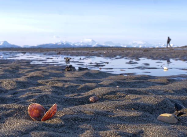 Alaskan sandy beach with a hiker and clam shell with mountains in the background.