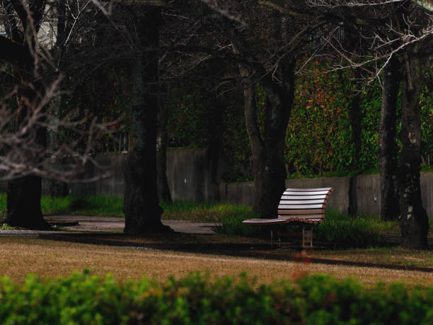 An orange bench is nestled among dense green vegetation, offering a serene scene amid natural surroundings. Ideal for nature enthusiasts and moments of quiet reflection. Highlighting the peacefulness of the outdoor setting.