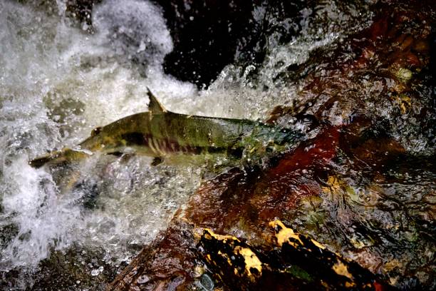istock Chum Salmon in Carkeek Park 2187637357