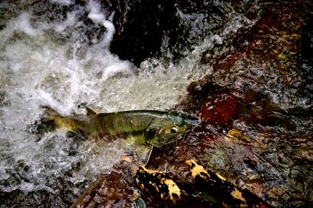 istock Chum Salmon in Carkeek Park 2187637358