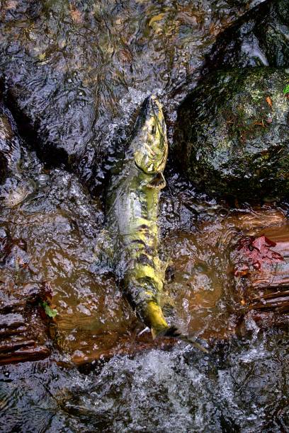 istock Chum Salmon in Carkeek Park 2187637376