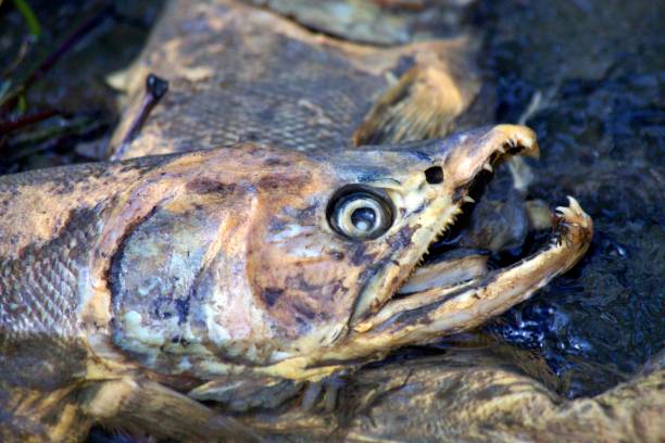 istock Chum Salmon in Carkeek Park 2187637408
