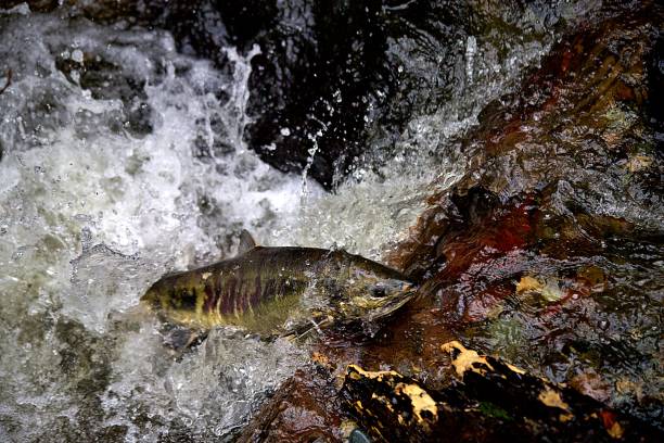 istock Chum Salmon in Carkeek Park 2187637433