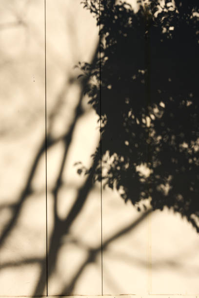 istock Silhouettes of trees projected onto a white wall 2187638655