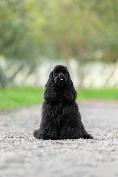 Cute dog lying and looking away while woman standing behind ddog