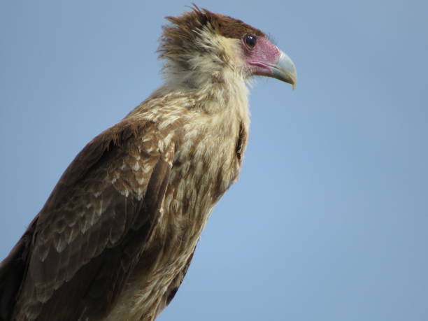 istock Crested Caracara, Bonaire Raptor 2187640233