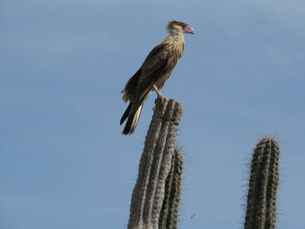 istock Crested Caracara, Bonaire Raptor 2187640240