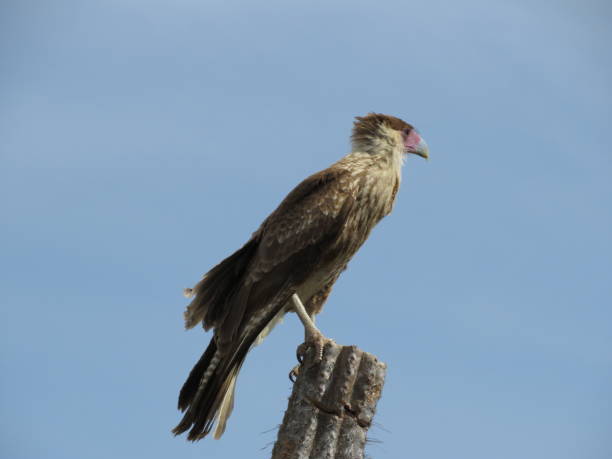 istock Crested Caracara, Bonaire Raptor 2187640249