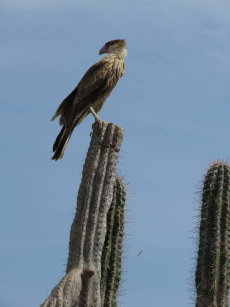 istock Crested Caracara, Bonaire Raptor 2187640252