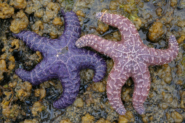 istock Pacific Purple Sea Stars 2187641687