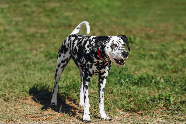 istock dog walks in park 2187644024