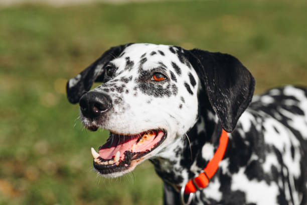 istock dog walks in park 2187644035