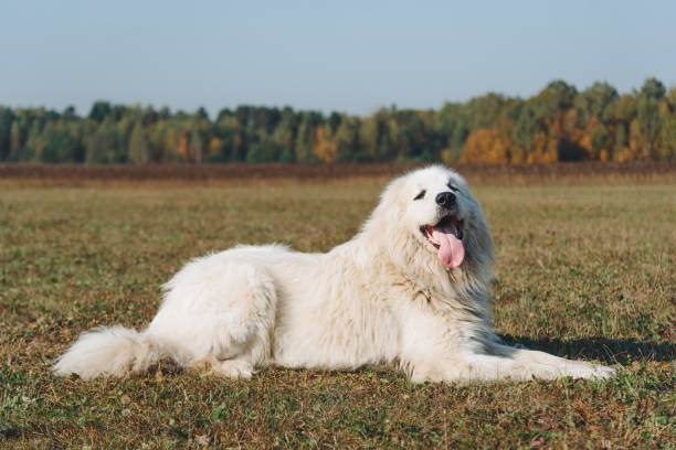 istock dog walks in field 2187644053