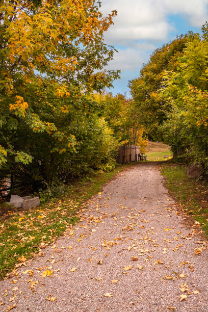 istock view of autumnal forest 2187644162