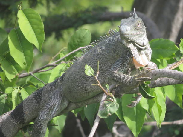 istock Green iguana in a tree in Bonaire 2187646594