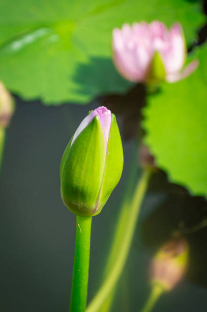 A pink lotus with green leaves is blooming in a pond.