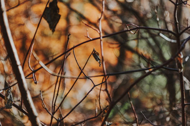 Abstract forest scenery blurred background with autumn leaves
