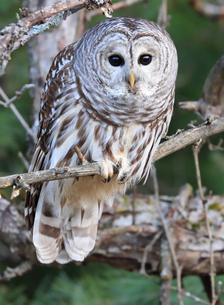 istock Barred Owl standing on a tree branch with green background 2187651731