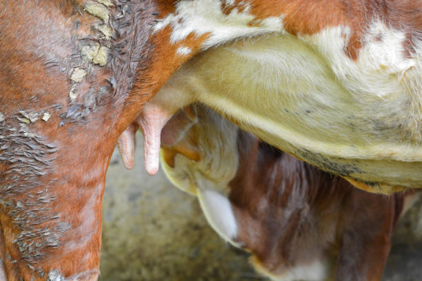 Farmer milking a cow in the pasture on a farm