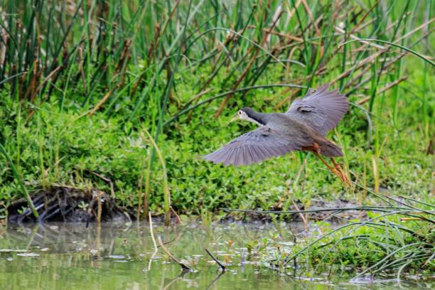 istock White-breasted Waterhen Taking Flight Over a Wetland 2187653059