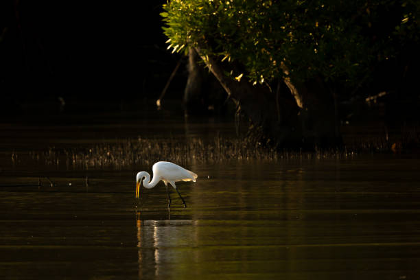 Great Egret stand in the rain forest, Thailand