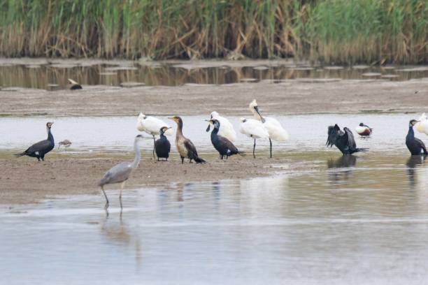 istock Diverse Water Birds, Including Black-Faced Spoonbill, Grey Heron, and Great Cormorant Gather at Wetland Habitat in Natural Setting 2187654508