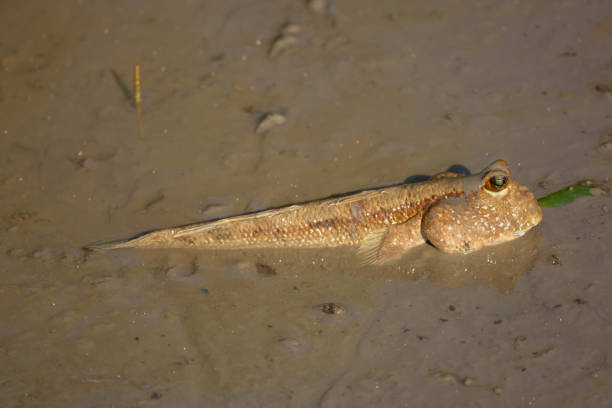 Mudskippers fish at mangrove forest in Thailand