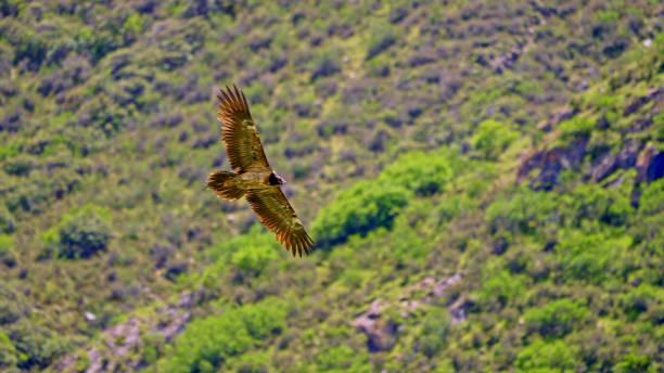 Eagle soaring in the sky,China,Asia.Wild Animal,Spread Wings.