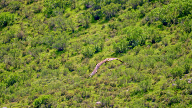 istock Eagle soaring in the sky,China,Asia. 2187654904