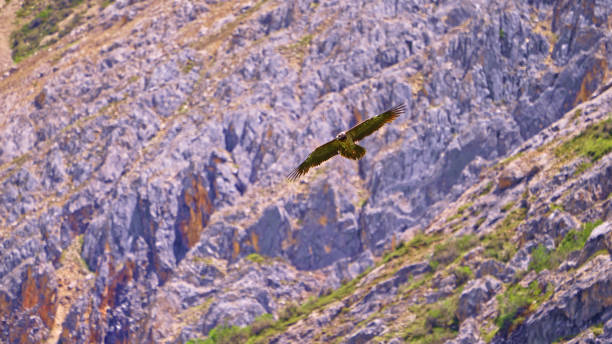 Eagle soaring in the sky,China,Asia.Wild Animal,Spread Wings.